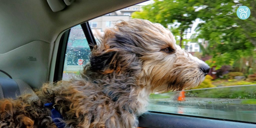 JWagable's tweet photo. Today's weather delivers the very best wind and rain in my face. #CarDog https://t.co/HthZltBBh1