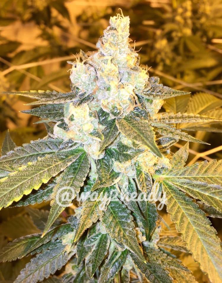 way2heady's tweet photo. 🏆~HOLY GRAIL OG~🏆
(KOSHER KUSH X OG#18)
@DNAGenetics
#cleancannabis #holygrailog
#dnagenetics #CannabisCommunity #Mmemberville https://t.co/aMdwD7AMA2