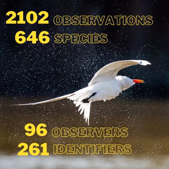 The final results are in! Thanks to all who participated in this global event &amp; to all who helped showcase Hamilton’s biodiversity to the world 🌎💚 

We’ll be back next year for our 3rd #CityNatureChallenge, and we hope you will be, too! 🌱

#HamOnt 

📸: Nandi Tedeschi