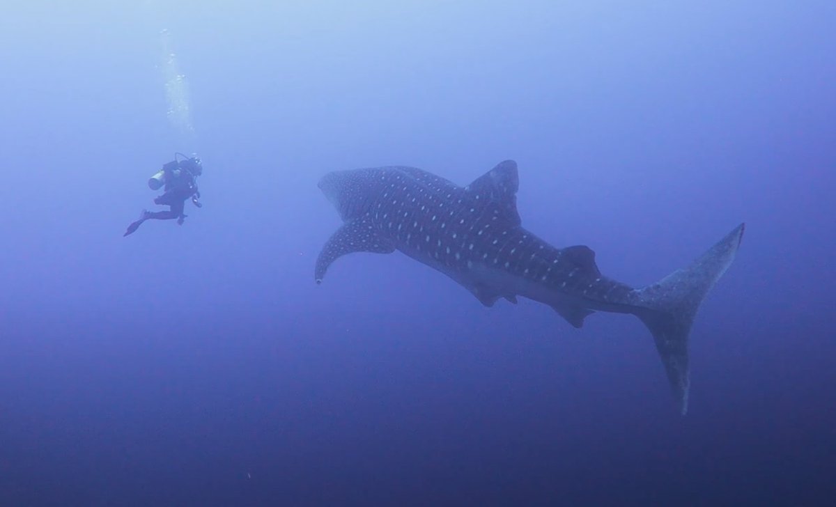 Pawlik Lab tweet media