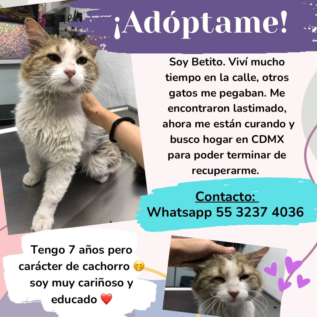 🙏Empieza el 2026 dando hogar a un gatito. 😺 Estos bellos michis están en  adopción, tienen su primera vacuna, ya comen solos y hacen sus necesidades  en la arena. Son muy educados, image size:1080x1080