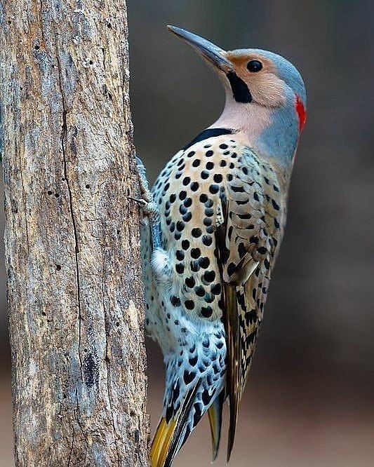 birds___animals's tweet photo. 𝐵𝒾𝓇𝒹 𝑜𝒻 𝓉𝒽𝑒 𝒹𝒶𝓎➡️Northern flicker
is a medium-sized bird of the woodpecker family. It is native to the Americas, and is one of the few woodpecker species that migrate.
#birds #wildlifephotography #wildlife #naturelovers #nature #NaturePhotography #blackbird #MAPR https://t.co/er1CtSb5OM