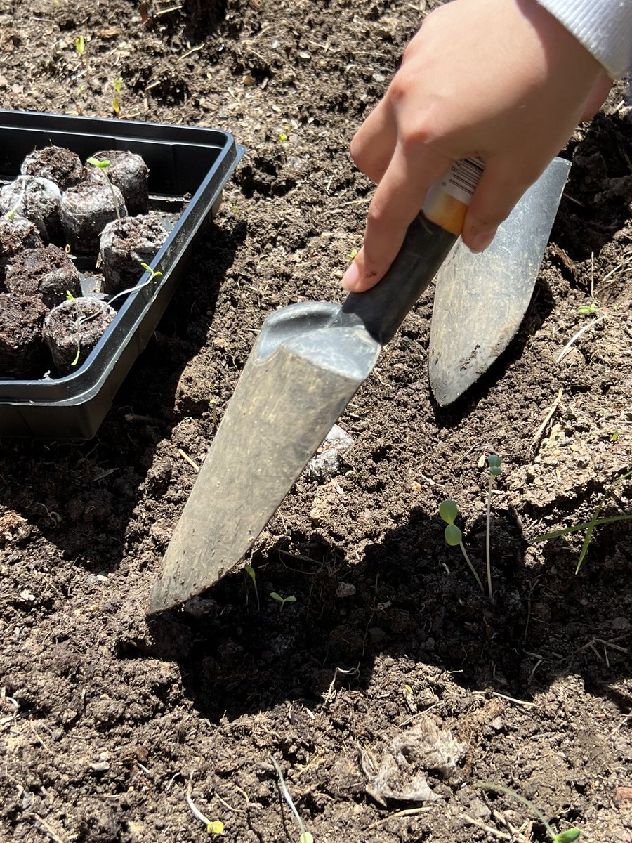 FreemanTeaches's tweet photo. So- it was sunny today and perfect weather for planting seedlings and seeds. Yay! @ParklawnFCPS #2ndgradescience https://t.co/lgT3Gppz33