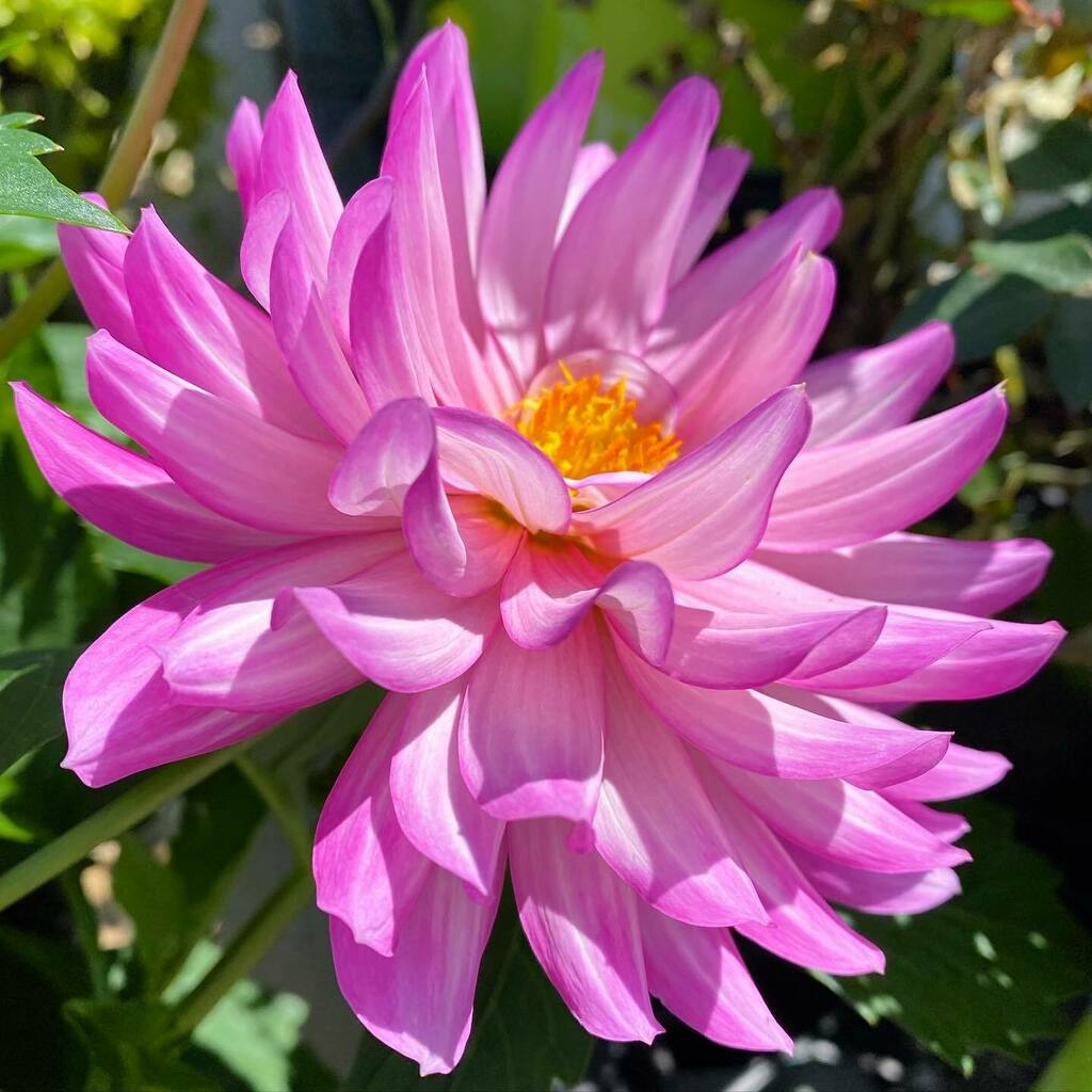 CM_Fragrance's tweet photo. Blushing Dahlia
#flowers #garden #nature #pink #dahlia #queerolfaction https://t.co/XSSTVRawTz https://t.co/44FCpbZt6T