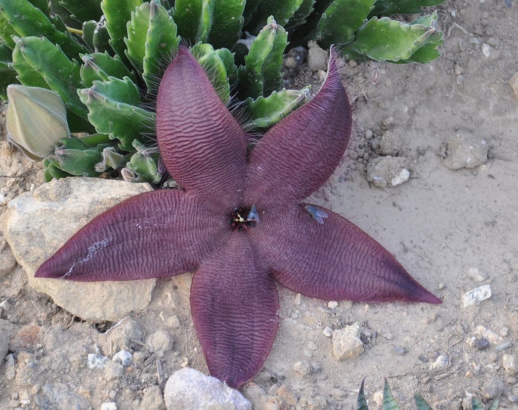 _universalstory's tweet photo. This is a "carrion plant" flower! It smells like rotting flesh to attract flies 😂

Suicide Squad clearly owes someone an apology (no way was that a starfish). 

#theuniversalstory #biology #plants https://t.co/nZYgPu3Qw3