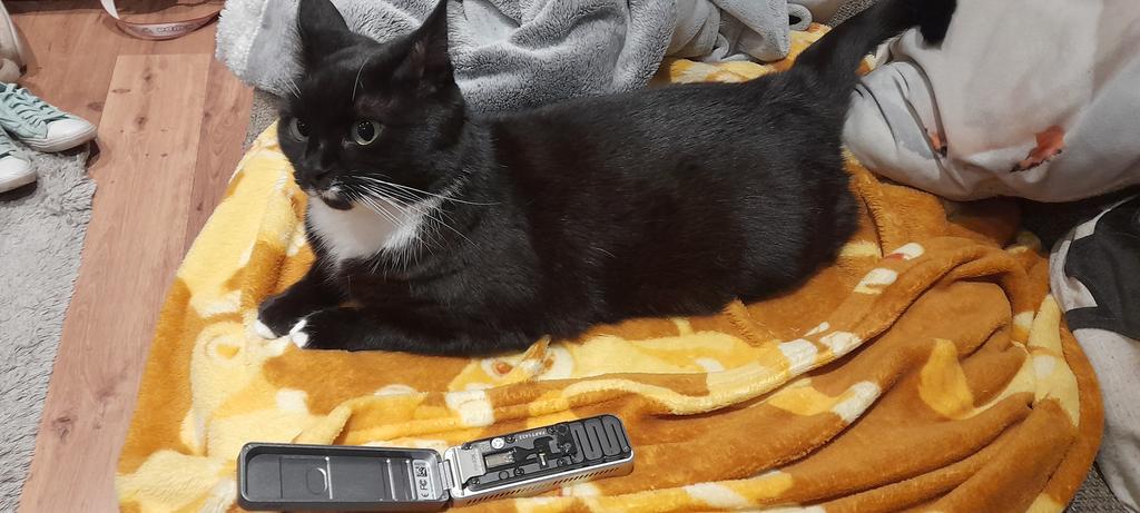 EmmaBeansworth's tweet photo. "This could sequence a #bacterial #genome in a couple of hours you say? & you used have to use a machine the size of a @MINI before?"
One final demonstration of the day to show off how we investigate genome variation. #PintOfScience2022 #CatsOfTwitter #catsofscience #nanopore https://t.co/83QM7UU1uC