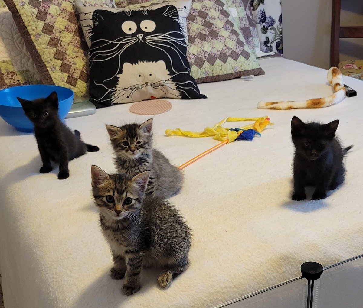 WaysideWaifs's tweet photo. Sometimes you just have to stop and swoon at the foster kittens.
#fostertails #welovecats https://t.co/pfdL2JN9Tt