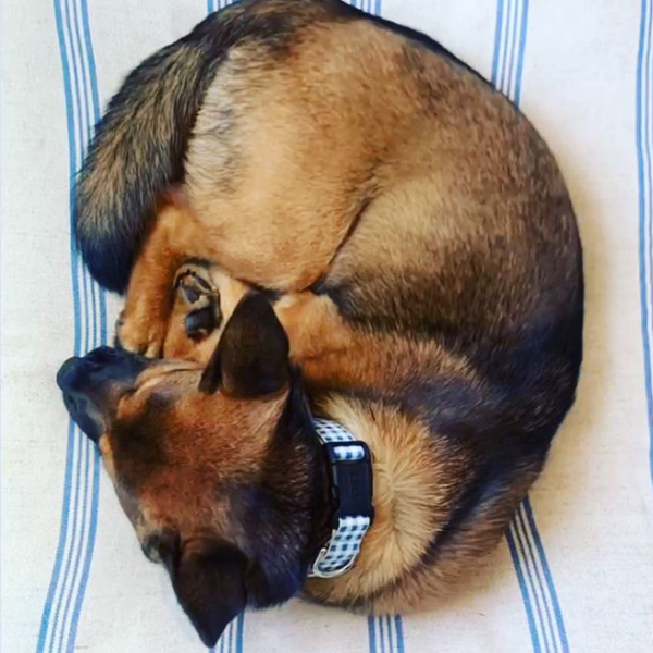 HarryBarkerCo's tweet photo. Feeling blue?  Curl up with your favorite pup like Kimi on our Blue Grain Sack Bed for maximum snuggles and wet nose kisses. https://t.co/VKCZtSjimh