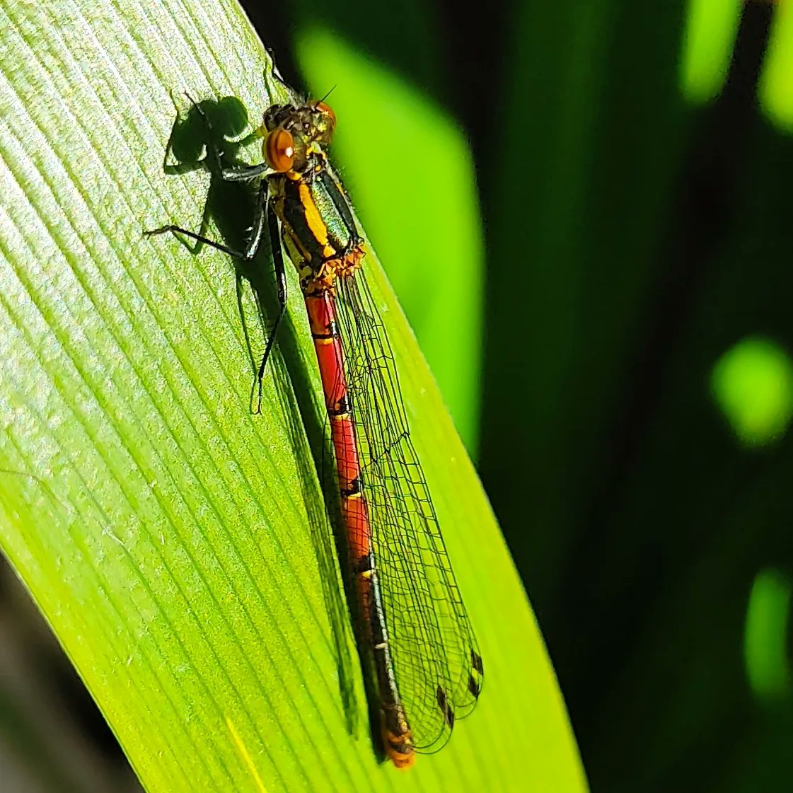 MatildasLab's tweet photo. Matilda made an amazing spot in the garden this weekend for our #MarcoMonday 
I've never seen on if these in the garden before, it's a #largereddamselfly 
It even stayed still enough for me to get a super close up shot. https://t.co/aZZeWLYfnN