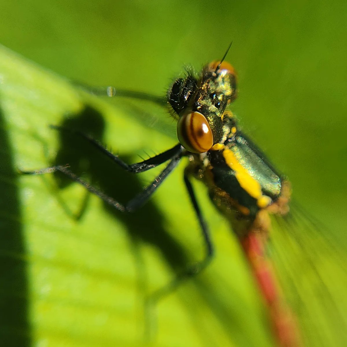 MatildasLab's tweet photo. Matilda made an amazing spot in the garden this weekend for our #MarcoMonday 
I've never seen on if these in the garden before, it's a #largereddamselfly 
It even stayed still enough for me to get a super close up shot. https://t.co/aZZeWLYfnN