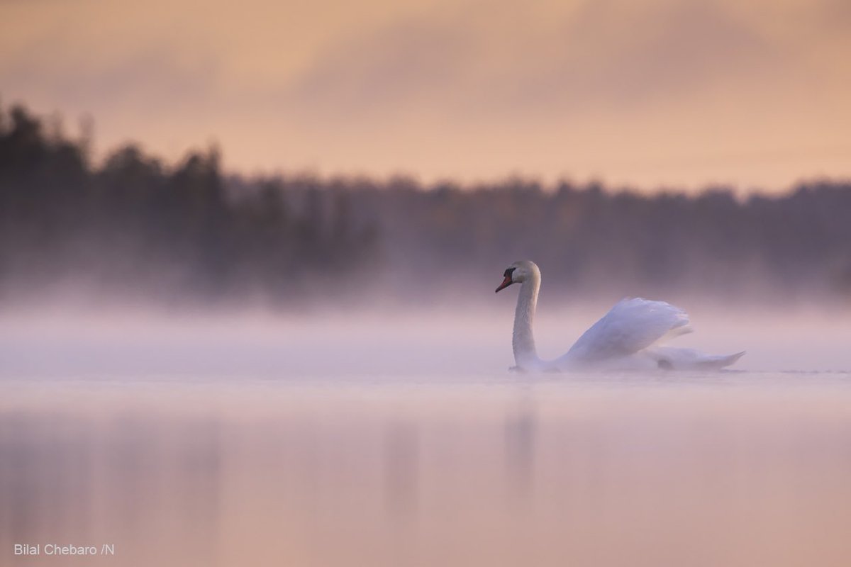 bilalchebaro's tweet photo. Mute Swan at dawn ���🦢

#muteswan #birdphotography #BirdTwitter #wildlifephotography #Swans #waterbirds #birding #photooftheday #photography #nature #NatureBeauty #wildlife #sweden #NaturePhotography https://t.co/jiKkdHODjb