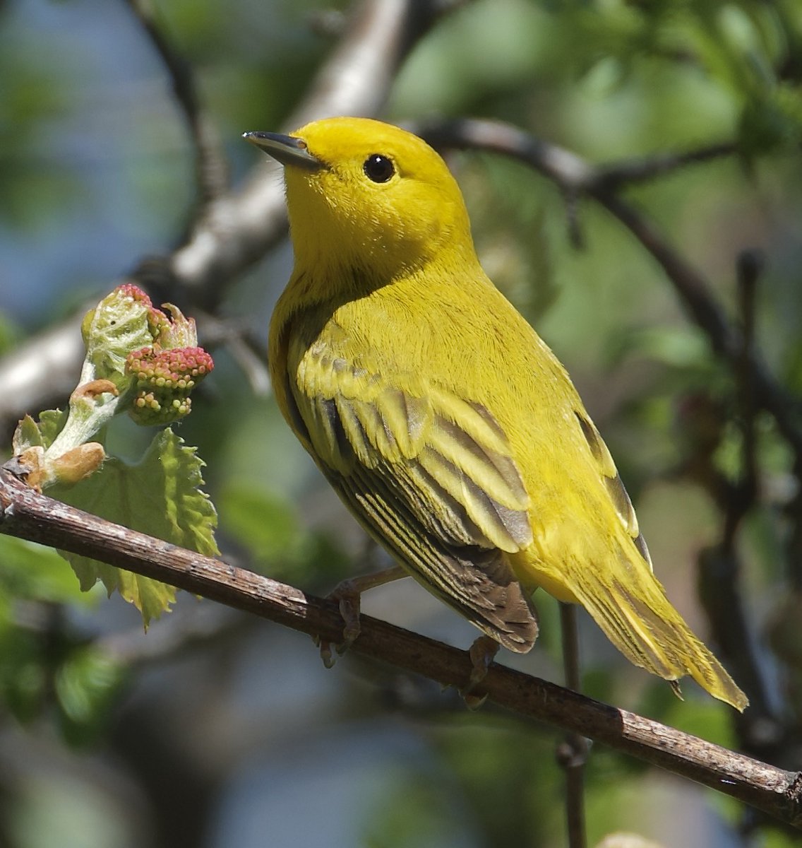 RoppityPhotos's tweet photo. My favorite Yellow Warbler photo from today.

#TwitterNatureCommunity #Yellow https://t.co/rHu8FtnFdo
