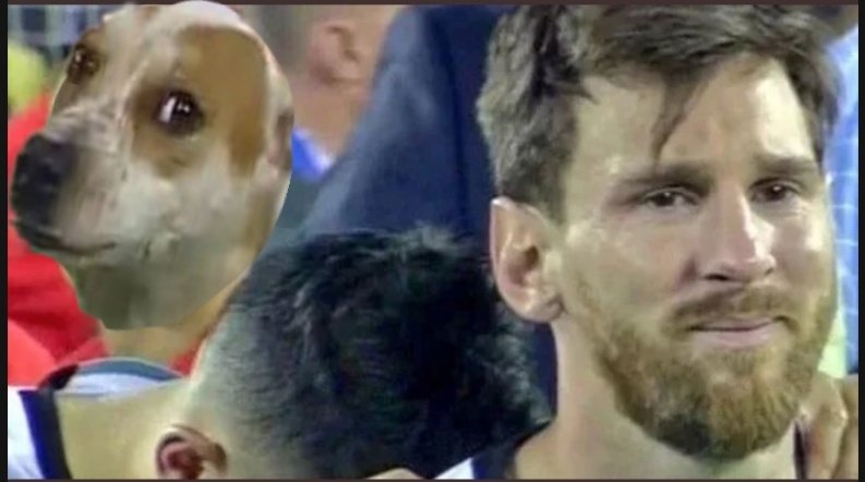 Polár C. tweet media