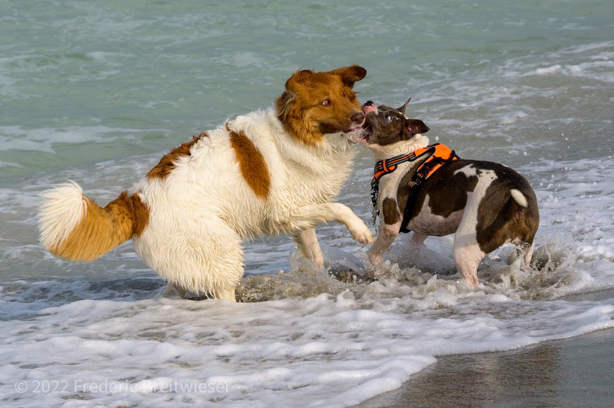 Dog Photographer tweet media