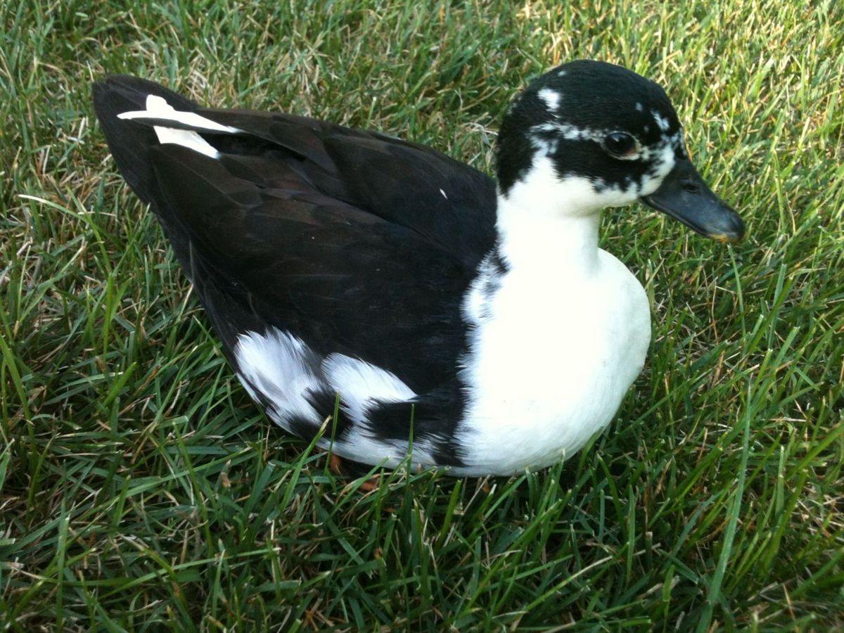 ducksdailyy's tweet photo. https://t.co/h6I2gnFVO9