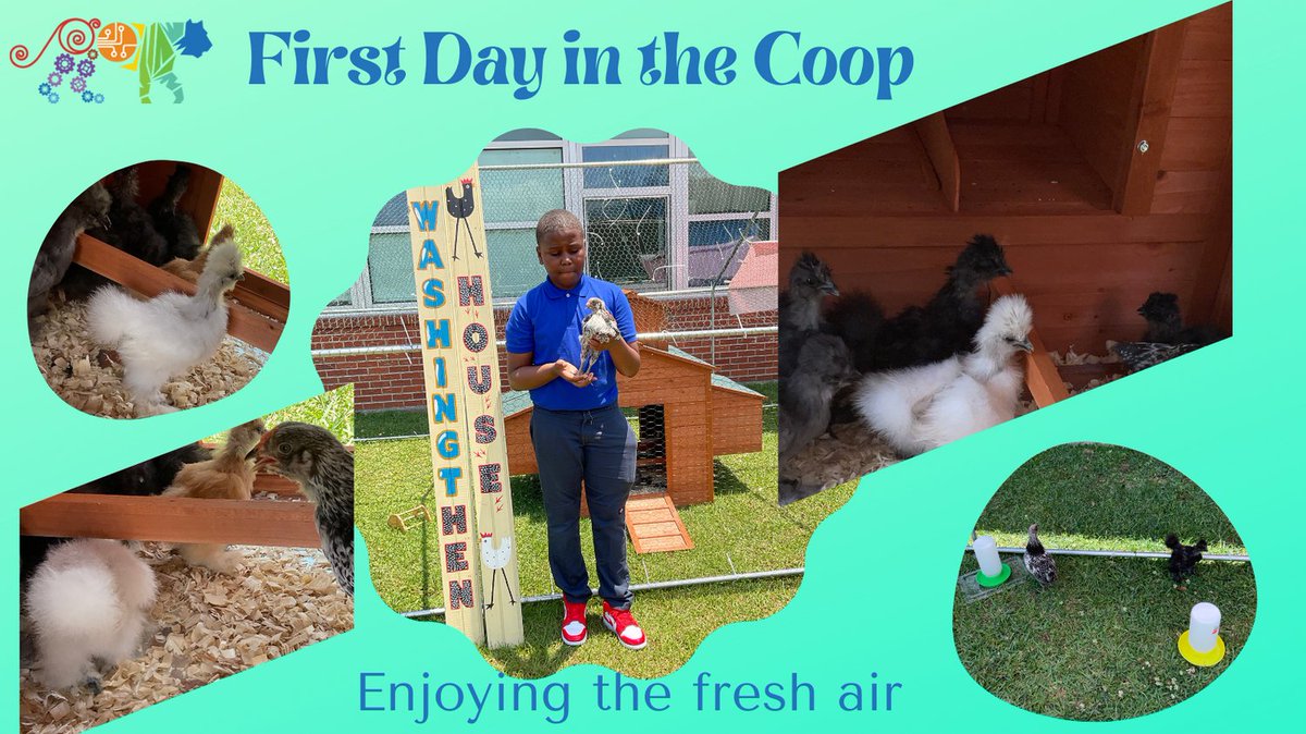 STEM_WASHINGTON's tweet photo. Our chicks spent their first day outside. They were checking out the coop. We are so excited to see the first part of our outdoor classroom, Lagniappe Learning become a reality. #stemeducation #WeLove #naturesclassroom #washingt'hens https://t.co/1BdZrG5jJ3