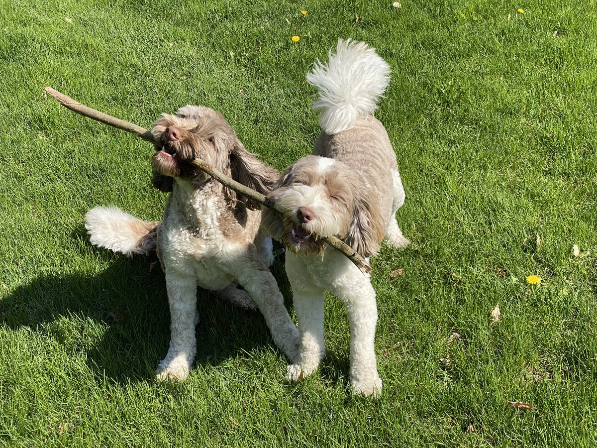 MIFirstDogs's tweet photo. best friends. STICK. together!!!!! 💕🌼 https://t.co/BbGeyKlwpe