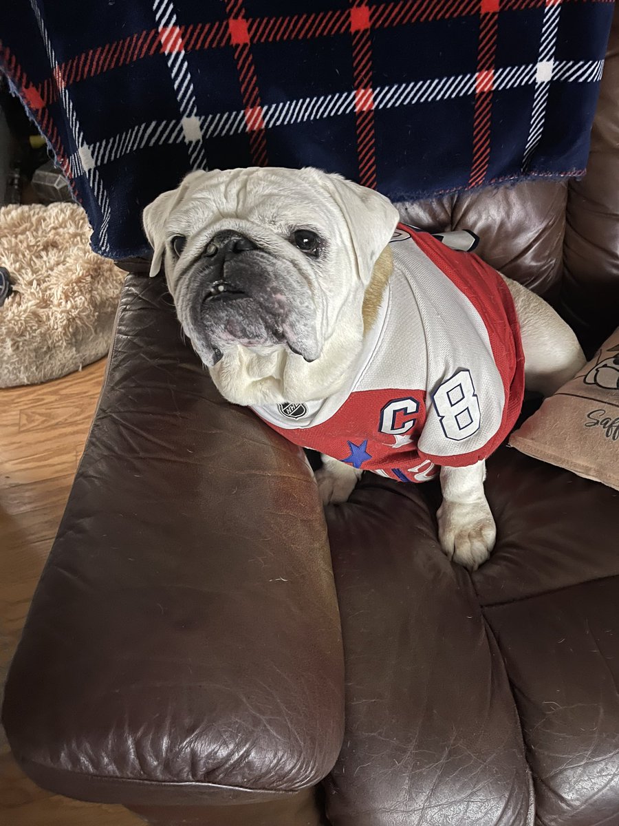 OvietheBulldog's tweet photo. IT’S PLAYOFF HOCKEY O’CLOCK! #ALLCAPS #LETSGOCAPS #ROCKTHERED 

#CoachSaffyBean .@SaffyBean looking for some more #VictoryCookies!! 

The evolution of Ovie’s jersey collection from his puppy days to the home red custom

Ovie’s Dad Mike https://t.co/cPbVtfgVQk