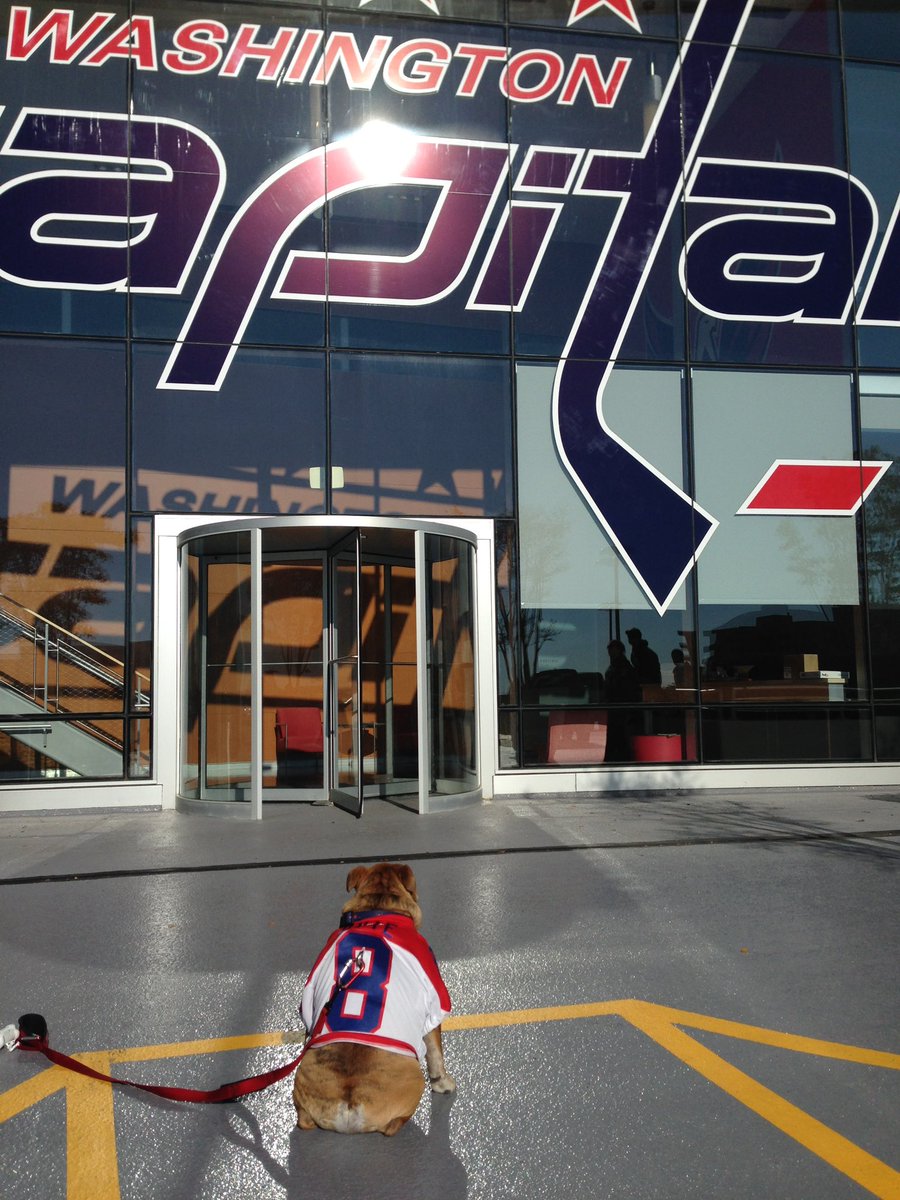 OvietheBulldog's tweet photo. IT’S PLAYOFF HOCKEY O’CLOCK! #ALLCAPS #LETSGOCAPS #ROCKTHERED 

#CoachSaffyBean .@SaffyBean looking for some more #VictoryCookies!! 

The evolution of Ovie’s jersey collection from his puppy days to the home red custom

Ovie’s Dad Mike https://t.co/cPbVtfgVQk