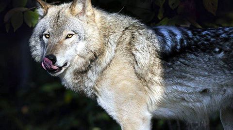 Hourly Wolves tweet media