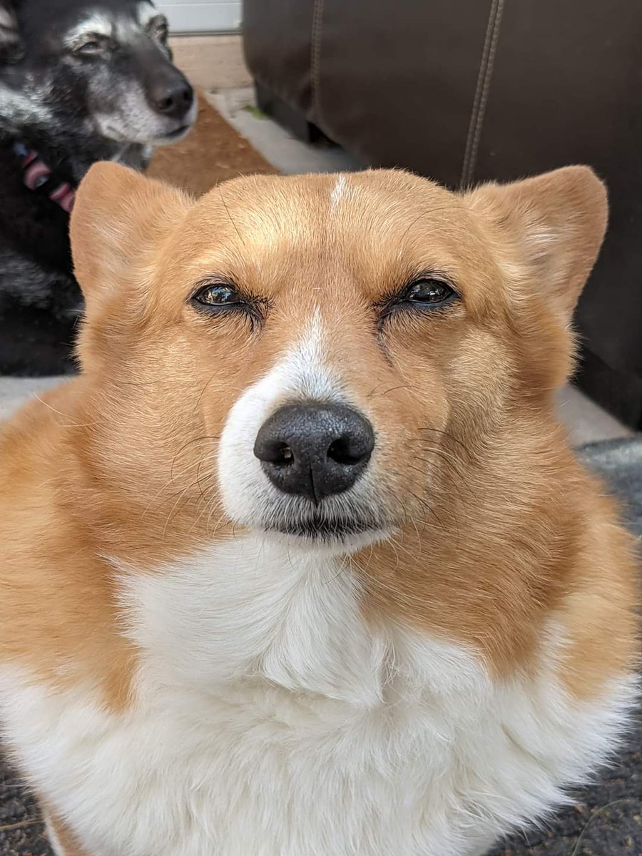 D10again's tweet photo. Judgement.
Have you said something nice to your gamemaster lately?
#TTRPGs #dungeonsanddragons #CriticalRole #corgi https://t.co/Ksi0OEuWye
