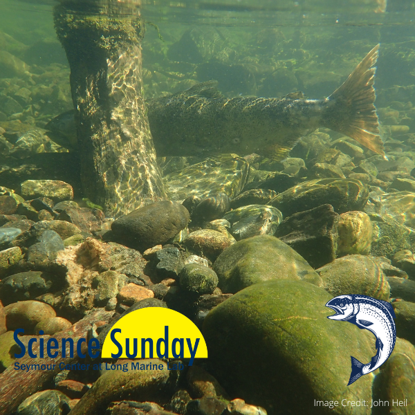 UCSC_Fisheries's tweet photo. Join us for SCIENCE SUNDAY, May 15 from 1:30-3PM

Prof &amp; Scientist, John Carlos Garza, Ph.D., will present a lecture followed by reception, networking &amp; a Q&amp;A

Great opportunity for #UCSC grad students

Participation in-person &amp; via Zoom! 

More info here: https://t.co/hzOe38UWoa https://t.co/MQMTXYDgFi