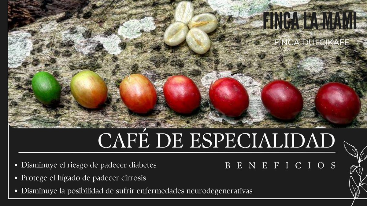 CafedelaMami's tweet photo. Beneficios del Café de Especialidad 

En @HaciendalaMami descubrirás uno de los tesoros mejor guardados del Caribe. 

#FINCALAMAMI 
#FINCADULCIKAFE 

#DominicanRepublic https://t.co/iK83LPwwUI https://t.co/GKWk97wGmW