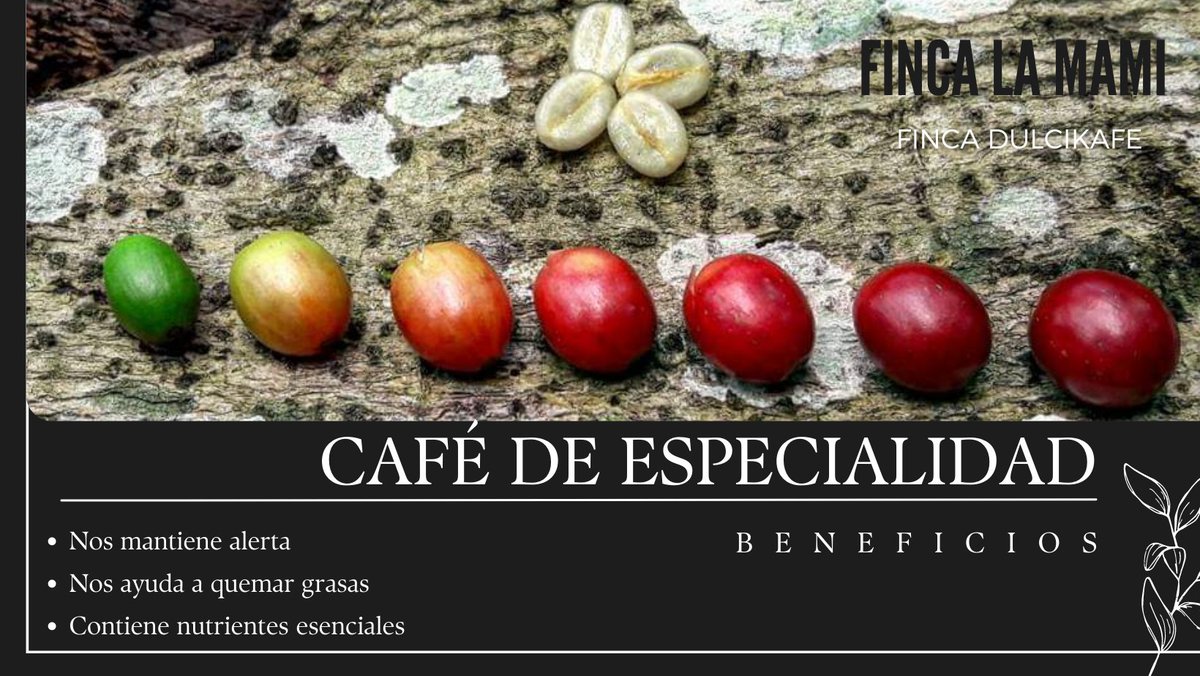 CafedelaMami's tweet photo. Beneficios del Café de Especialidad 

En @HaciendalaMami descubrirás uno de los tesoros mejor guardados del Caribe. 

#FINCALAMAMI 
#FINCADULCIKAFE 

#DominicanRepublic https://t.co/iK83LPwwUI https://t.co/GKWk97wGmW