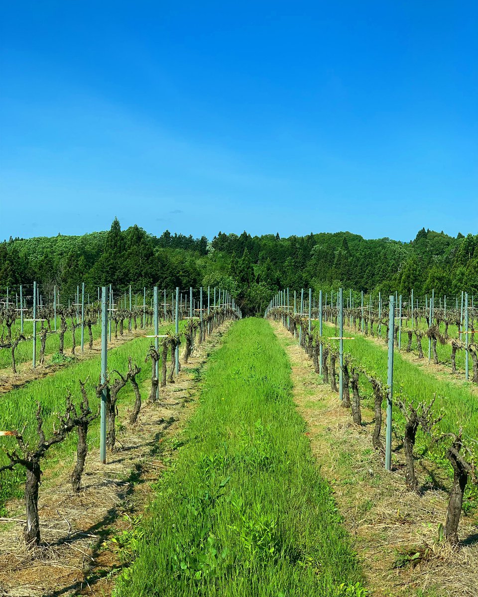 okurusky's tweet photo. ☀︎  15℃、62%、༄3m
［No.1、2：Chardonnay］

#世界農業遺産 
#能登の里山里海 
#vineyard 
#wine
#okurusky
#takada 
#順調に成長中 https://t.co/WeXXo8R2i7