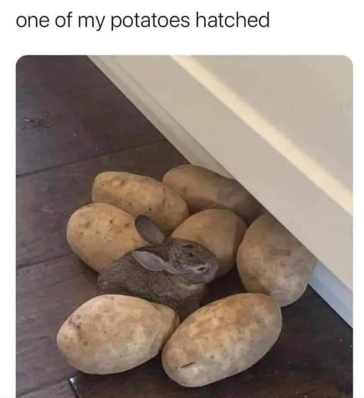 WholesomeMemes tweet media