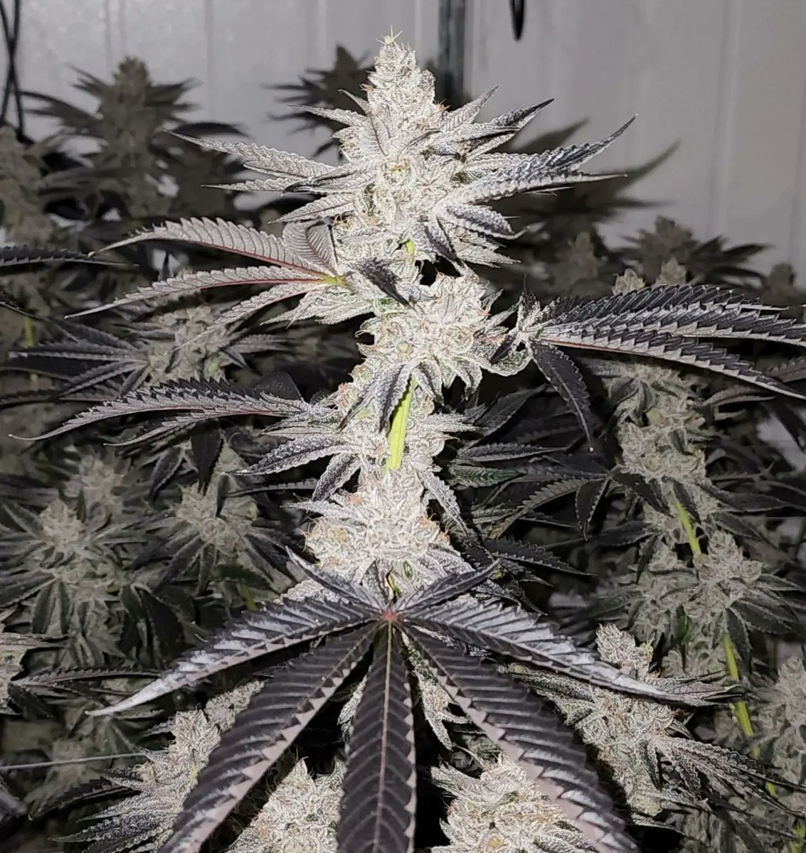 DrewzyHouse's tweet photo. Red Runtz (Red Pop × Runtz) grown by me and the High Rise boys🔥👊 https://t.co/5hJH3P9eBl