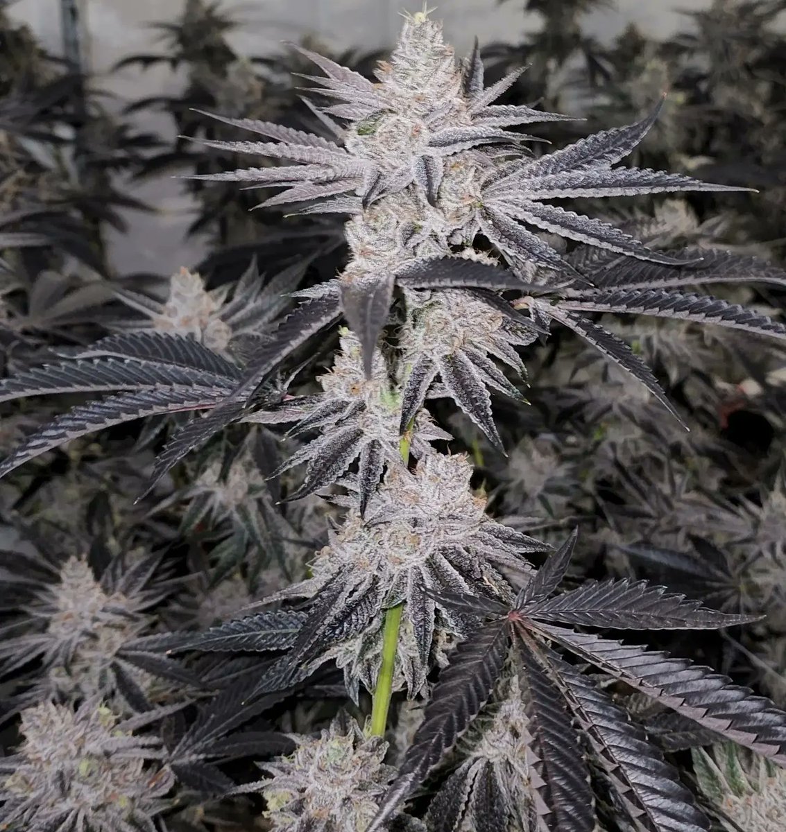 DrewzyHouse's tweet photo. Red Runtz (Red Pop × Runtz) grown by me and the High Rise boys🔥👊 https://t.co/5hJH3P9eBl