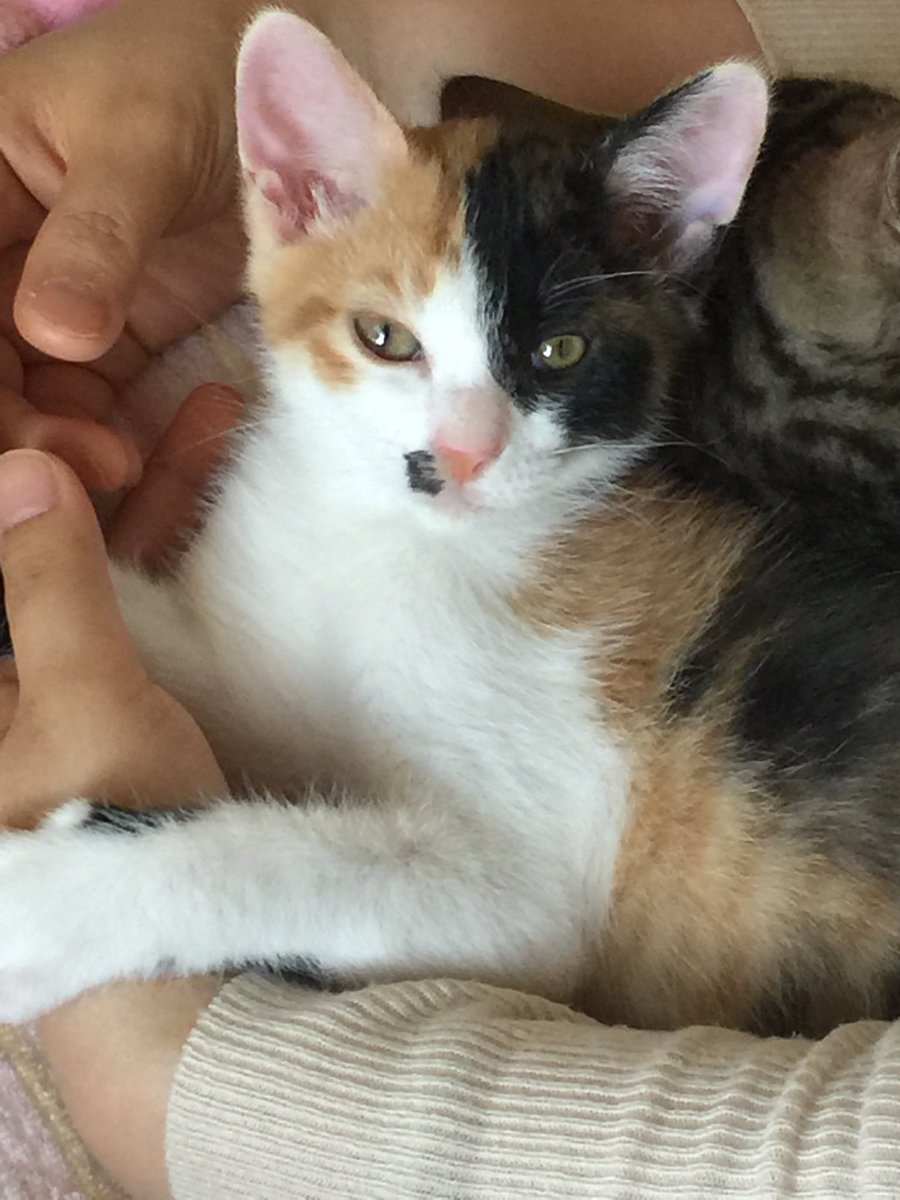 その表情はモデルか！(親バカですみません💦)

#猫
#cat
#子猫
#kitten
#猫好きさんと繋がりたい
#にゃんすたぐらむ
#猫の居る暮らし
#キジ猫
#三毛猫
#麿
#姫
#nft
#OpenSeaNFT