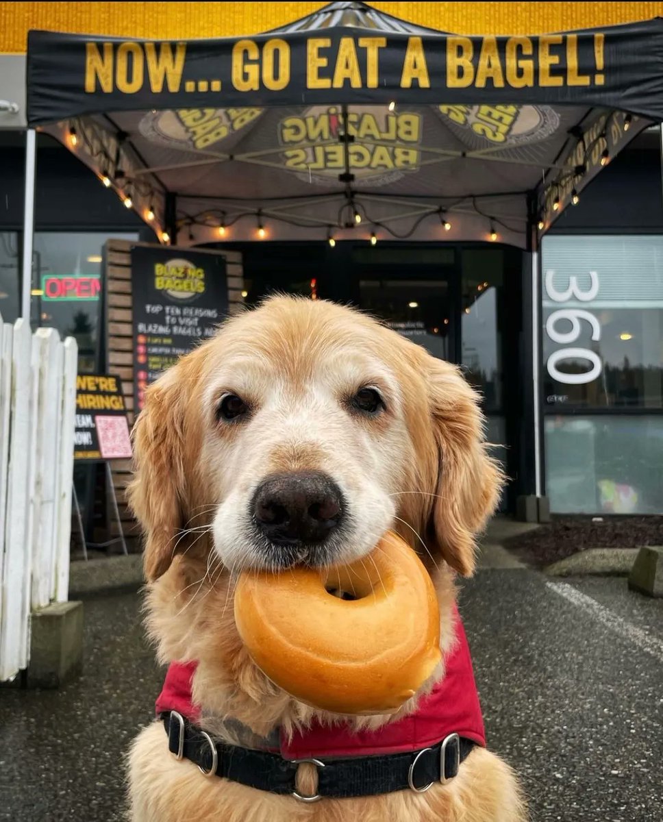 BlazingBagels's tweet photo. The sign + @dash.dog face says it all. 🙌

#GoEatABagel 🥯 https://t.co/DnbzkA8WNN