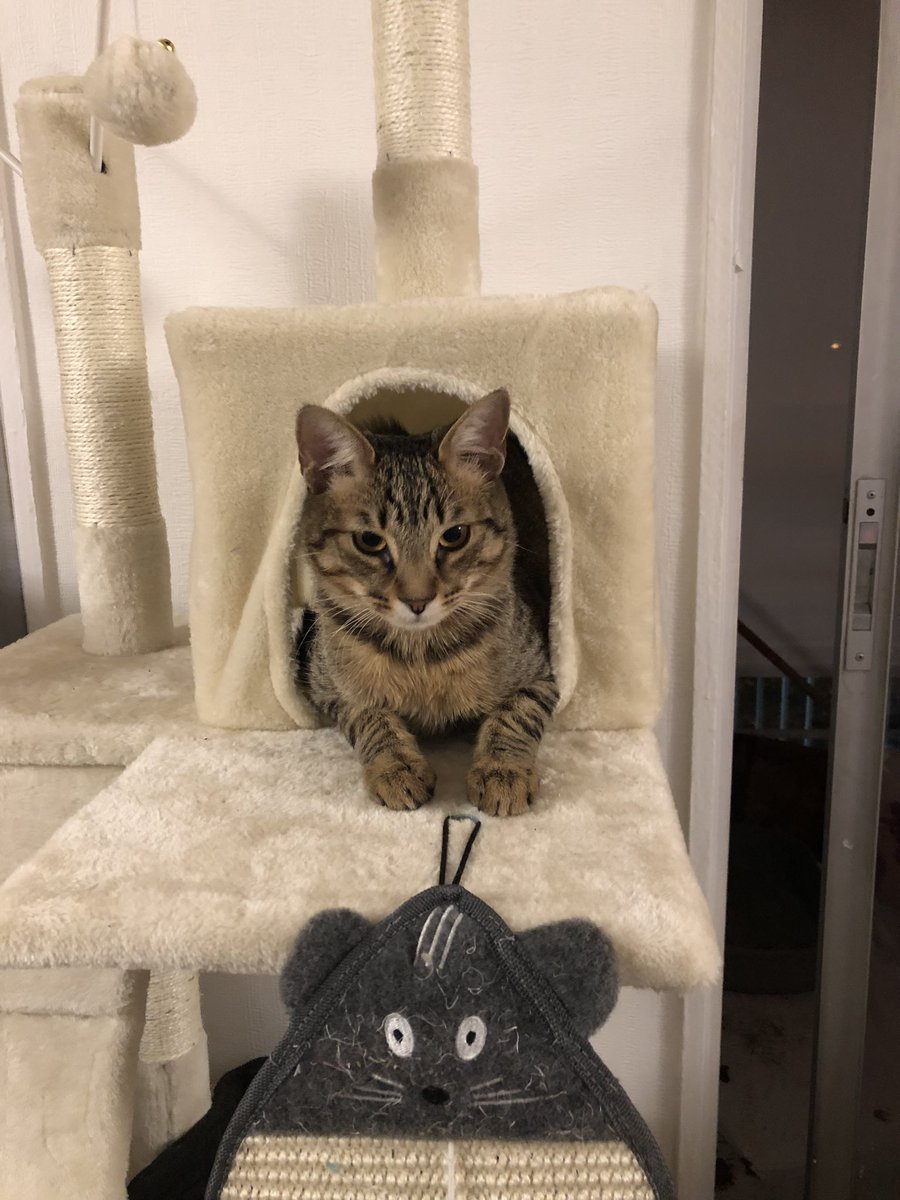 renjun5ft4's tweet photo. I hate that I need to do this but my mom and I pretty much live day to day money wise and our cat Luci has been vomiting for 2 days so I had to emergency take him to the vet, which is extremely expensive here and we really do not have the money for exams or meds. So I need help https://t.co/ZVF4FODvmi