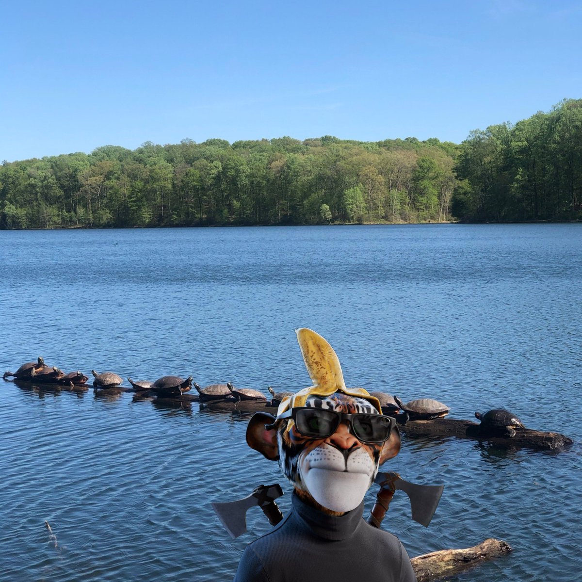 MikeWillMintIt's tweet photo. @PrimeApePlanet The bananas attract all types of creatures into the ecosystem. 🍌 🐢 Picture taken by me! How many turtles can you see on #turtlelog? 🪓 🕶 #primeplanet #showyourpap #primeape https://t.co/GO0x6C99UE