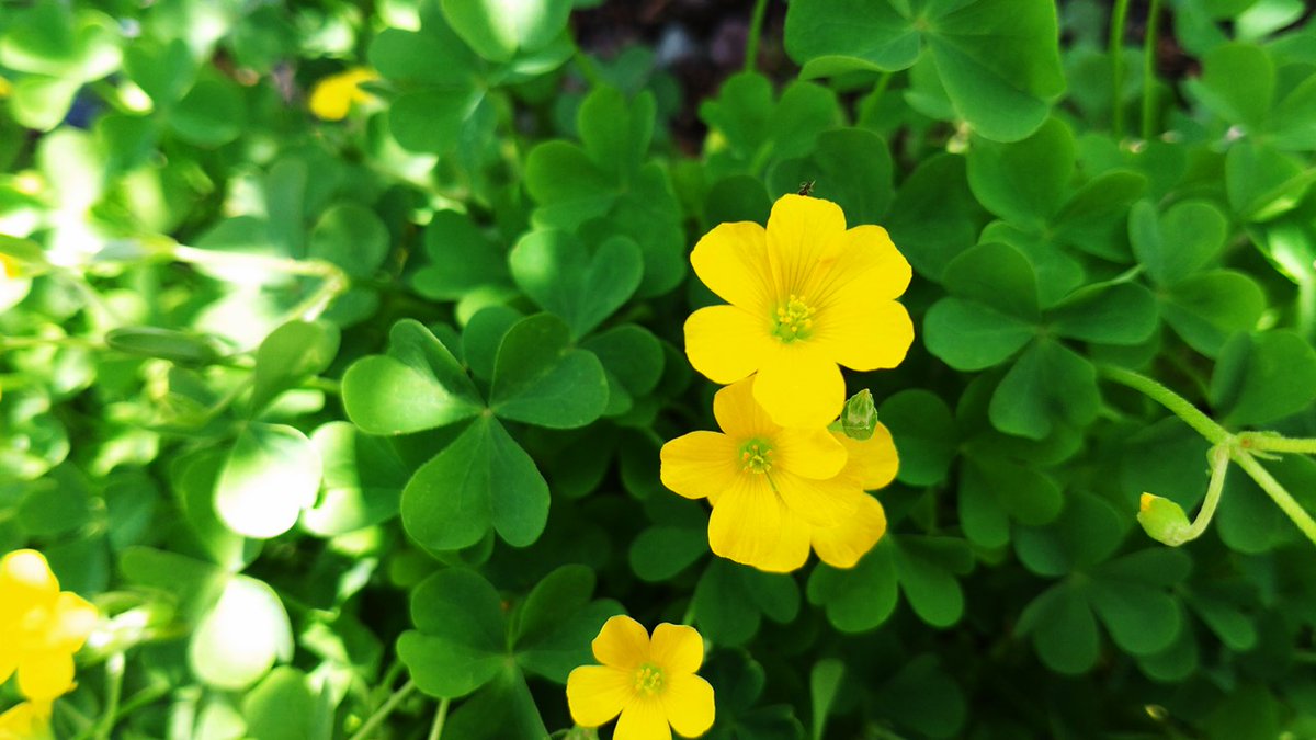 山梨県警察 S Tweet おはようございます カタバミ という植物を知っていますか 葉がクローバーのようで かわいい黄色い花を咲かせます シュウ酸 という成分を含み その草で10円を磨くとピカピカに 繁殖力の強さから 昔の武将が 家が絶えない と縁起を