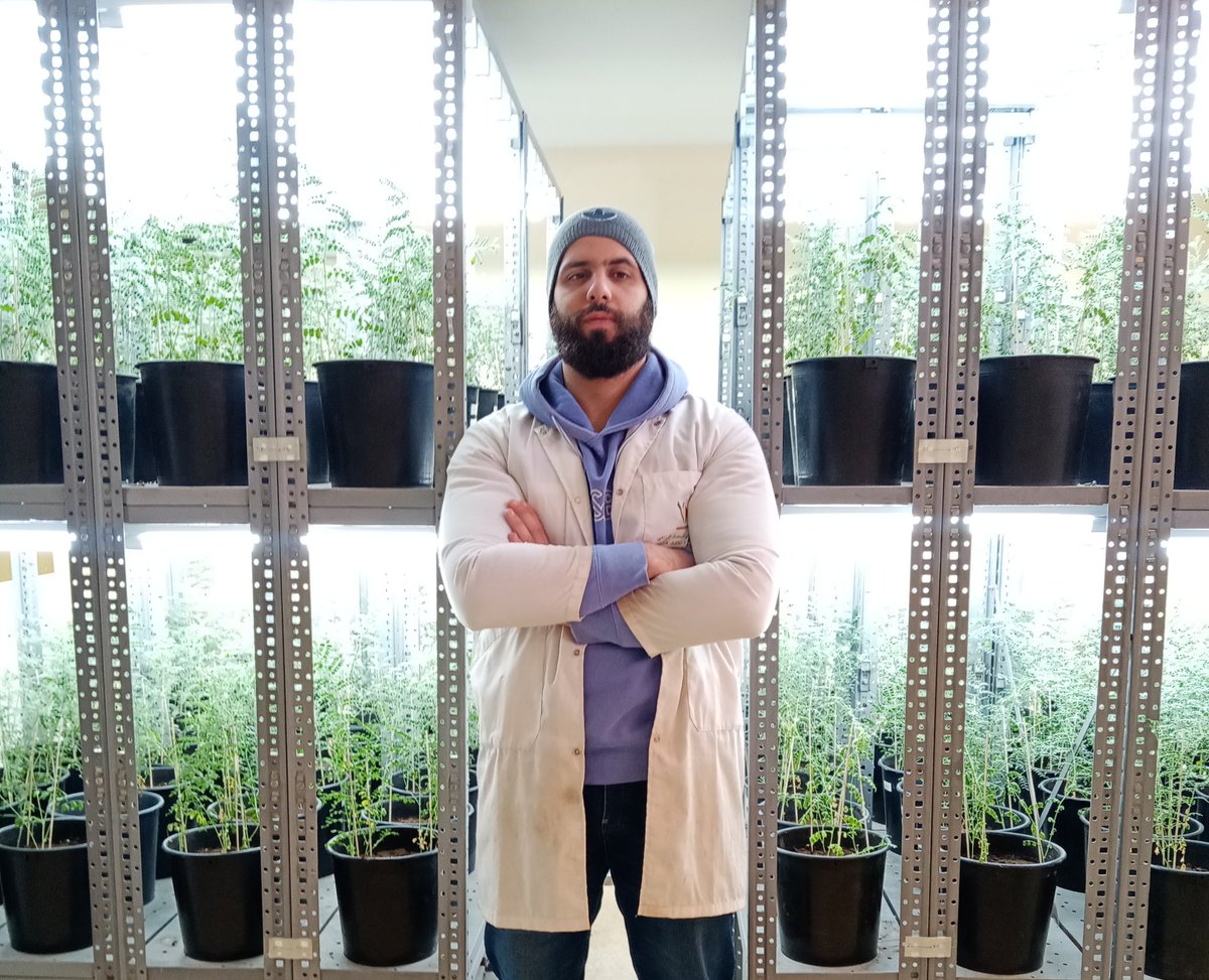 MohammedMitache's tweet photo. #Growth_chamber #Agronomy #Genetic_gain #Chickpea #Lentil #biology #extended_photoperiod
This is my third growth chamber with an extended photoperiod where I am studying a chickpea population in order to identify several traits https://t.co/FHqixKPEjF