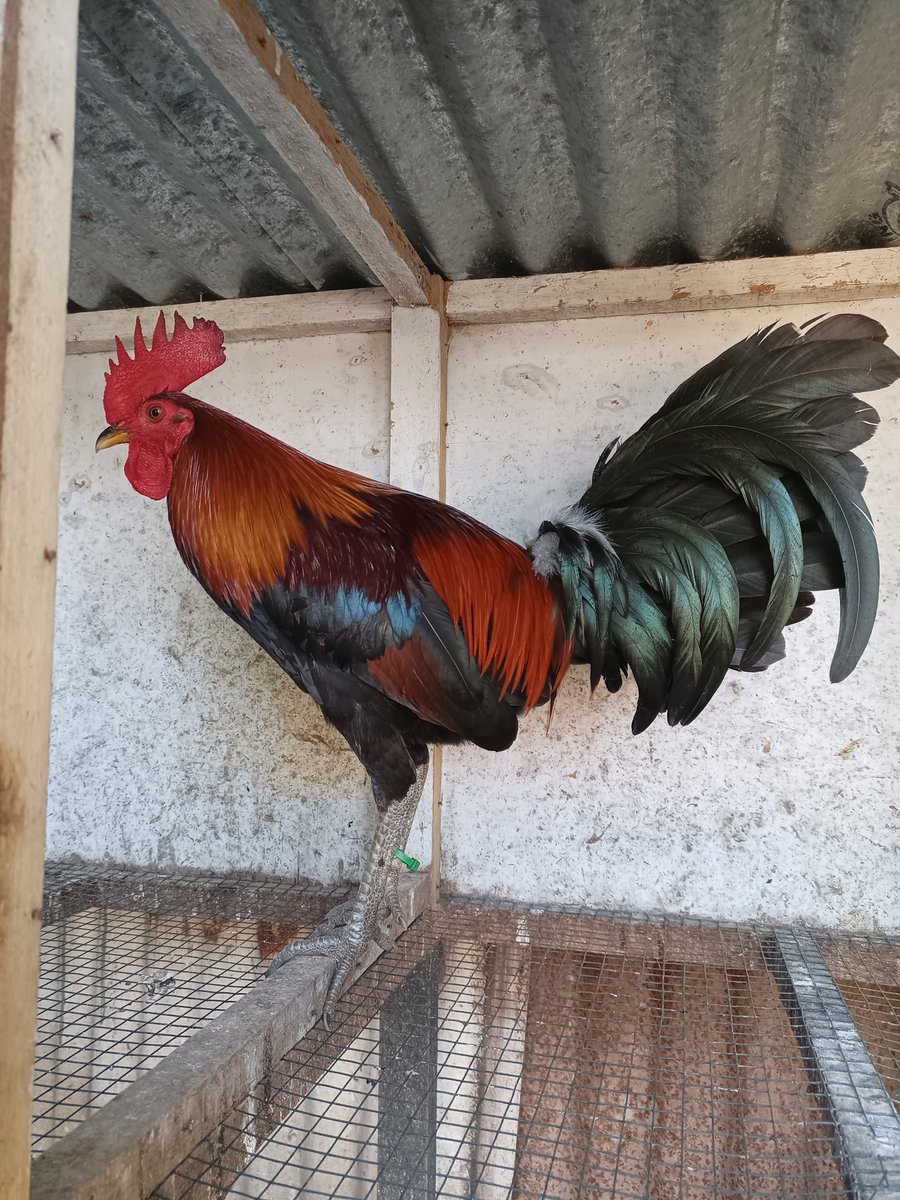 walidmardjoen28's tweet photo. Super Brown Red https://t.co/xMnjnSMa5p