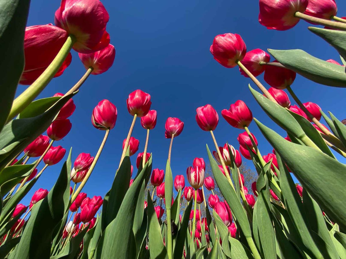 .<a href="/CdnTulipfest/">Canadian Tulip Festival</a> is coming up May 13-23! 🌷🌷🌷

Check out our complete guide to visiting the festival, from when to visit and where to park, to places to eat and the best spots to view tulips to make sure you get that iconic tulip festival pic! 👉  bit.ly/3l0mRLC #Ottawa