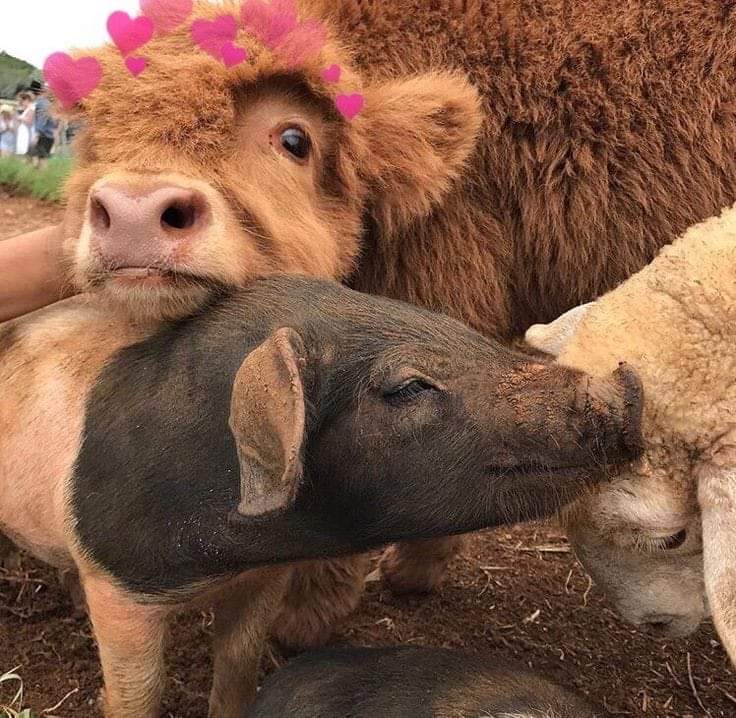 A PEACEFUL WORLD STARTS WITH HOW WE TREAT OUR MOST VULNERABLE.

Farm animals are surely the most vulnerable, bred to suffer and be killed.
In sheer numbers alone their suffering is unparalleled.

THERE WILL BE PEACE WHEN WE RECOGNIZE EVERY LIFE IS PRECIOUS.