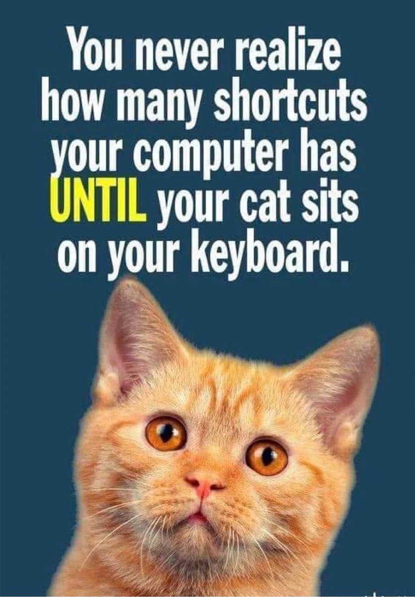 DianeGarland12's tweet photo. Who’s been there with me? #catsareboss #alwayssomethingnew https://t.co/H95TZuDBou