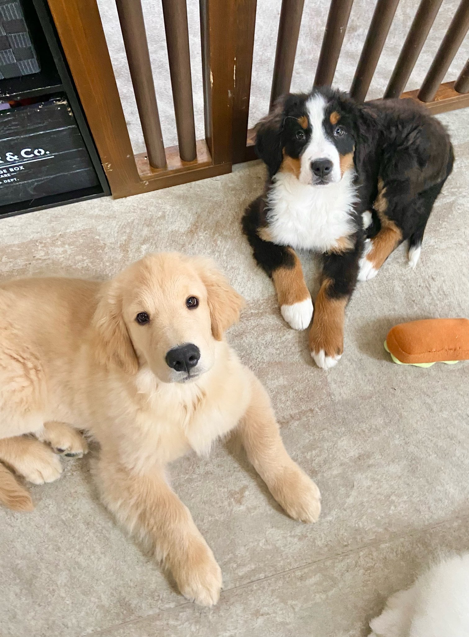 大型犬カフェgrand Mou ぐらんむー 本日19時 まだ空きがございます 最近はこの時間に元気なことが多いのでオススメです お時間合う方ぜひ T Co Eh3v2ayivm Twitter