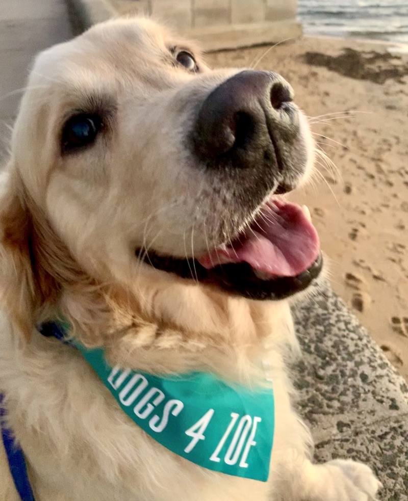 julian_keil's tweet photo. @auspoldaily @zdaniel What's all this about cute dogs?
#Dogs4Zoe https://t.co/3XLbrc6az3