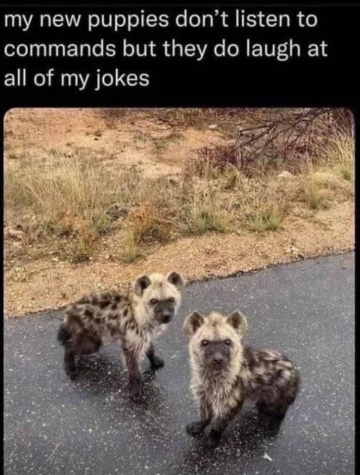 AfieeBlackheart's tweet photo. To all of you that don’t think my jokes are funny that’s ok my dogs laugh! @Shinzo_B @CaliborKhan #myjokesarefunny #punme #laughdamnit https://t.co/4bz8iBdyjg