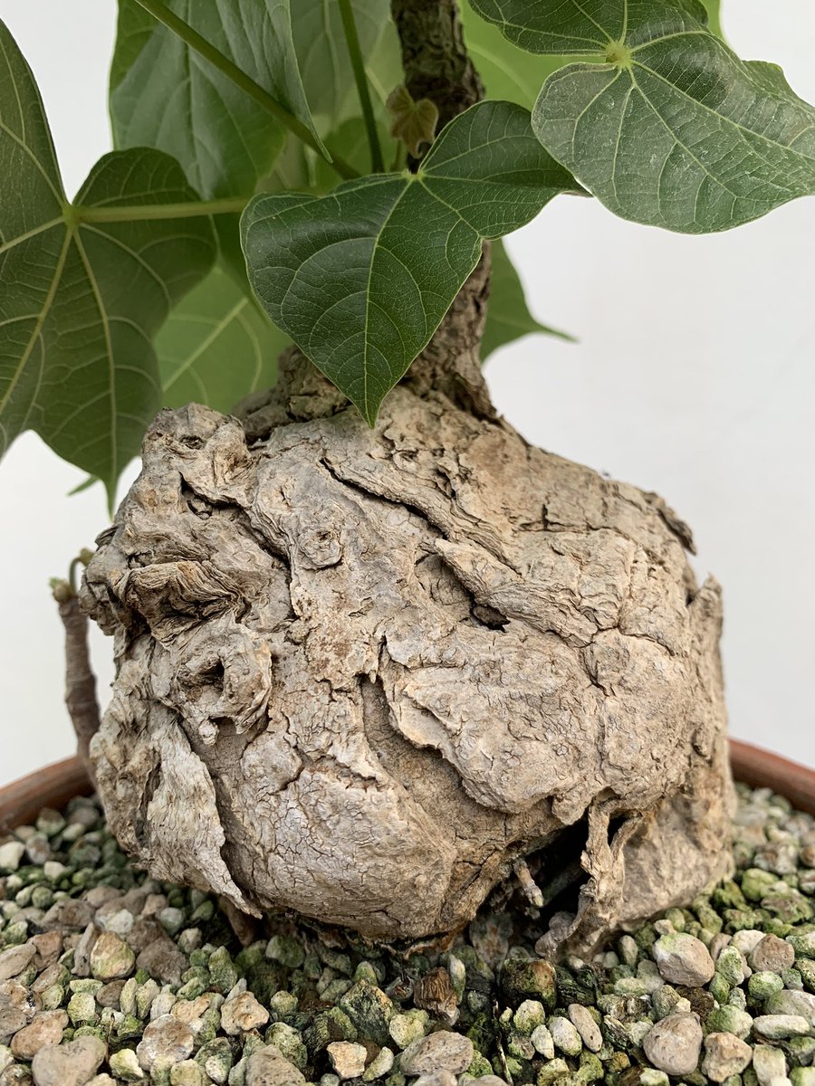 Ake Adenium (@akeviewfinder) on Twitter photo 