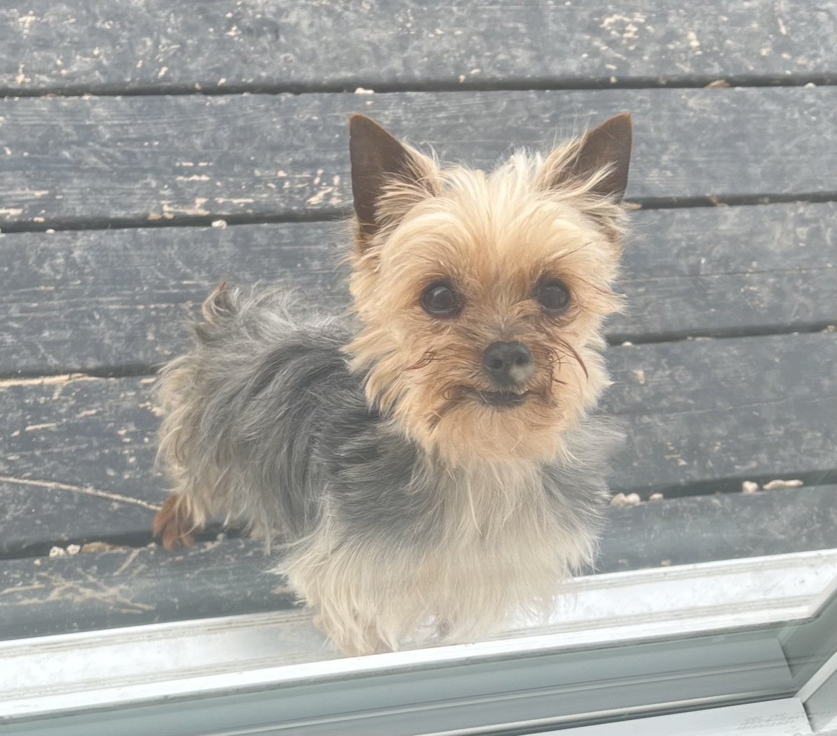 TroyWestwood's tweet image. This little fella is missing.
His name is Tiny.
He was last seen in the Tyndall Park area of Winnipeg.
$1000 reward.