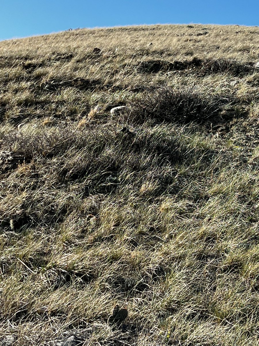 Leighton Kolk tweet media