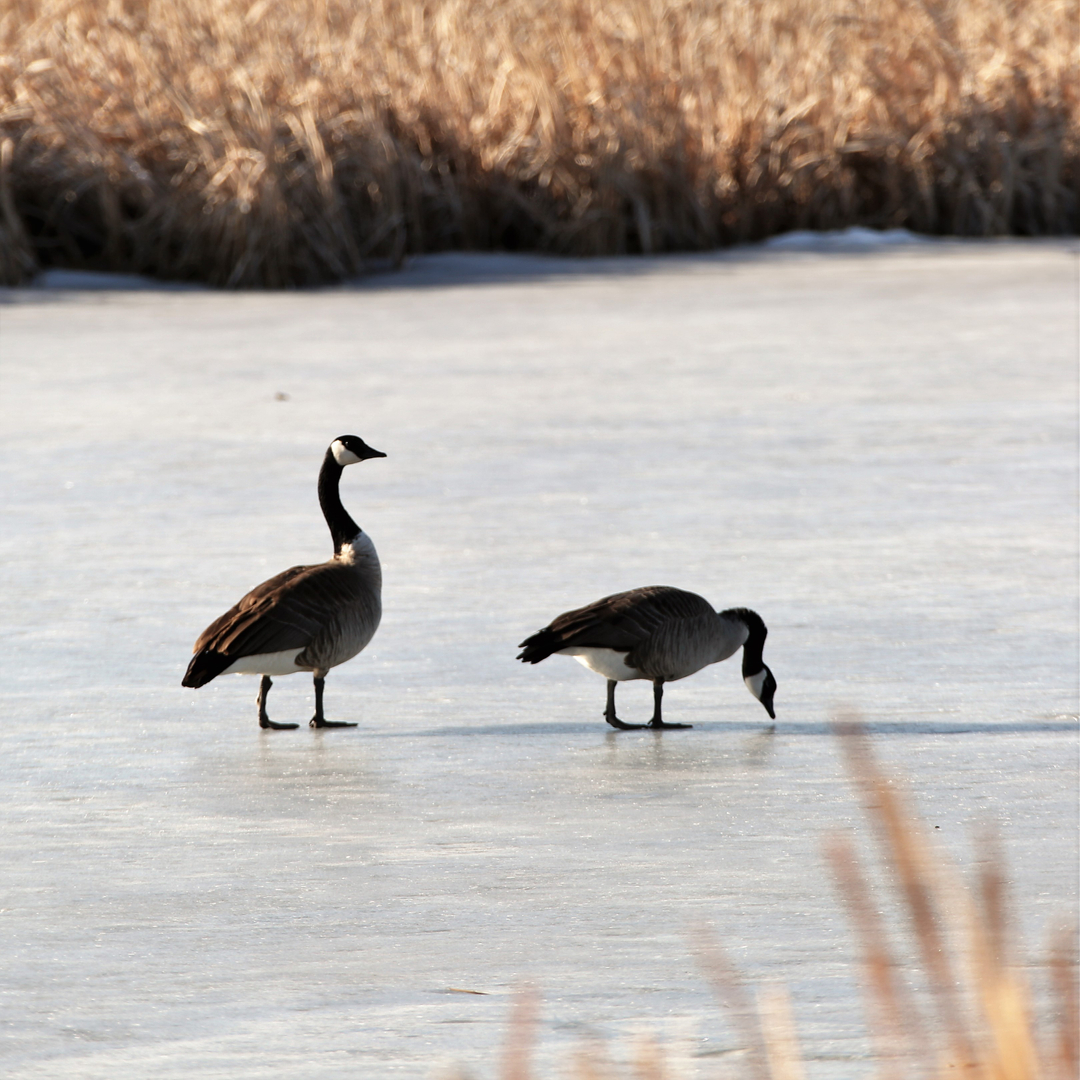 Every morning we wake to watch this wonder of nature as the spring thaw unfolds and nesting begins. Awesome neighbors! 

@kenetrekboots <a href="/mathewsinc/">paul mathews</a> <a href="/vortexoptics/">Vortex Optics</a> <a href="/sitkagear/">Sitka Gear</a> <a href="/ducksunlimited/">Ducks Unlimited</a> @wildsheepfoundation @badlandsaircraft #archery #hunting #bowhunting #getoutthere #explore