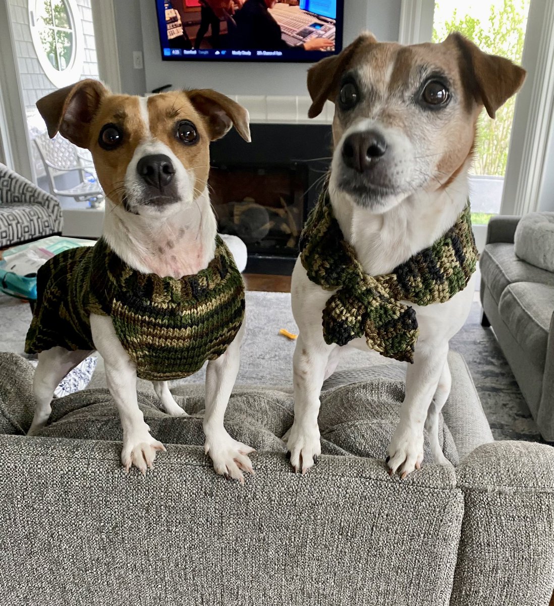 2DogsCandies's tweet photo. ⚠️ ATTENTION ⚠️
The most perfectly equipped #ZombieBusters 💥🧟♂️💥are: Little Bear, Baby Beatrice 🫡🫡 @BelleLBear & Gracie 🫡 @MelissaJLadner
Bad zombs y’all better start running n hiding~ 🤬😝😍😋😂💥
#ZSHQ @ZombieSquadHQ
#DoggieKnitwear
#FullyFashioned #DogsofTwitter https://t.co/W5F7n6CvZi